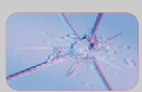 Windshield Repair